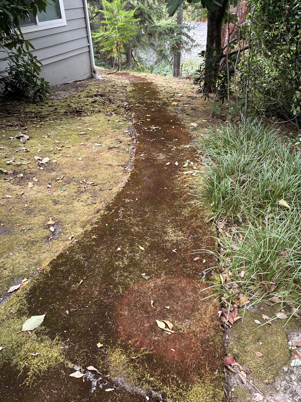 Moss-covered concrete walkway before pressure washing